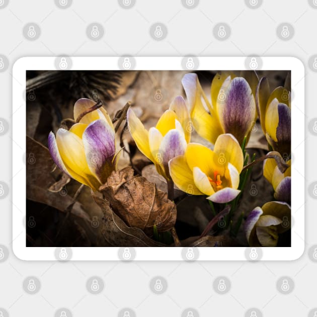 Spring Crocus 1 Sticker by Robert Alsop